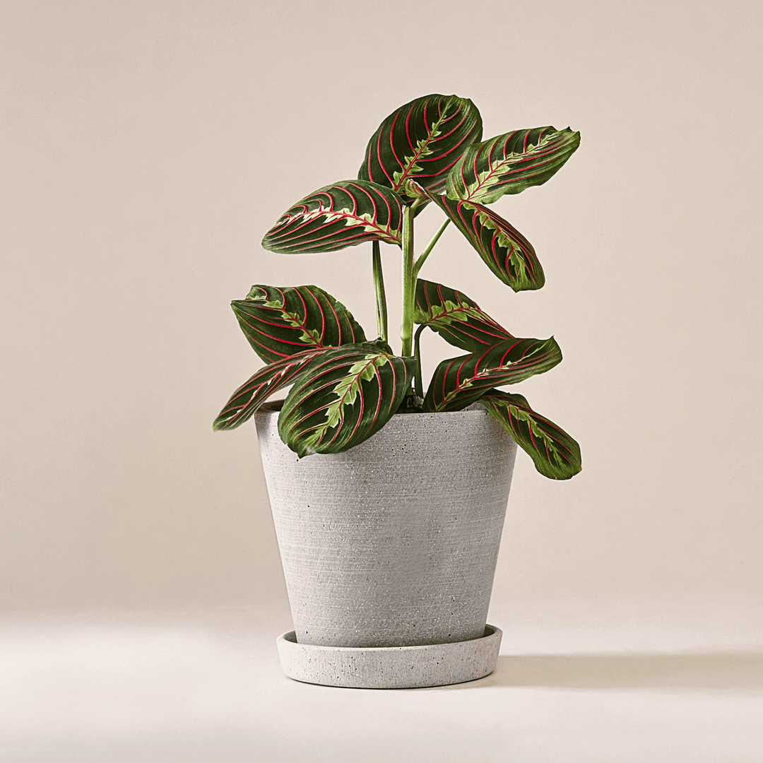 Marante (Maranta Leuconeura Fascinator) fertig eingetopft mit schweizer Bioerde im hellgrauen HAY Designer Topf