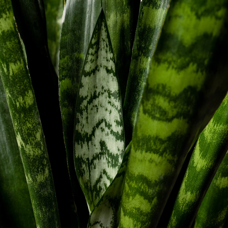 Bogenhanf (Sansevieria Trifasciata Zeylanica) Nahaufnahme im Detail