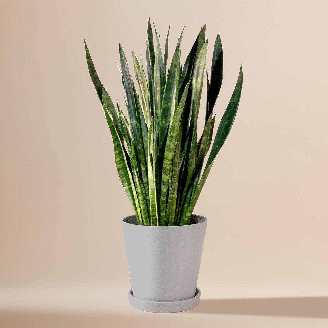 Bogenhanf (Sansevieria Trifasciata Zeylanica) fertig eingetopft mit Schweizer Bio Erde im HAY Designer Topf