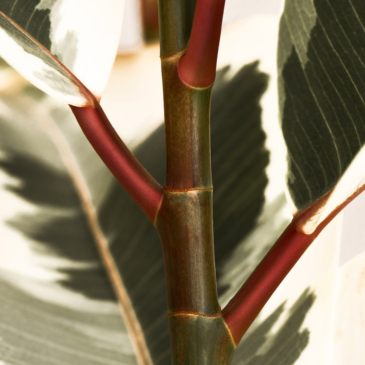 Gummibaum (Ficus Elastica Tineke) Nahaufnahme im Detail