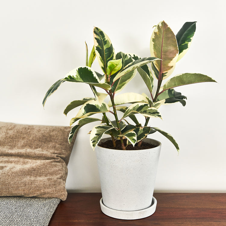 Gummibaum (Ficus Elastica Tineke) fertig eingetopft mit Schweizer Bio Erde im HAY Designer Topf Interior auf einer Kommode im Wohnzimmer