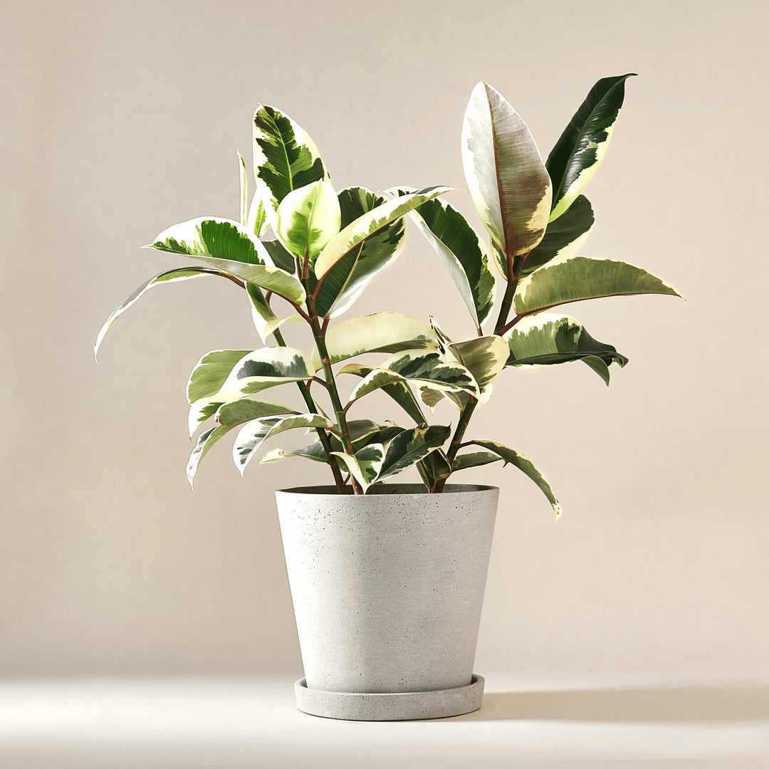 Gummibaum (Ficus Elastica Tineke) fertig eingetopft mit Schweizer Bio Erde im HAY Designer Topf