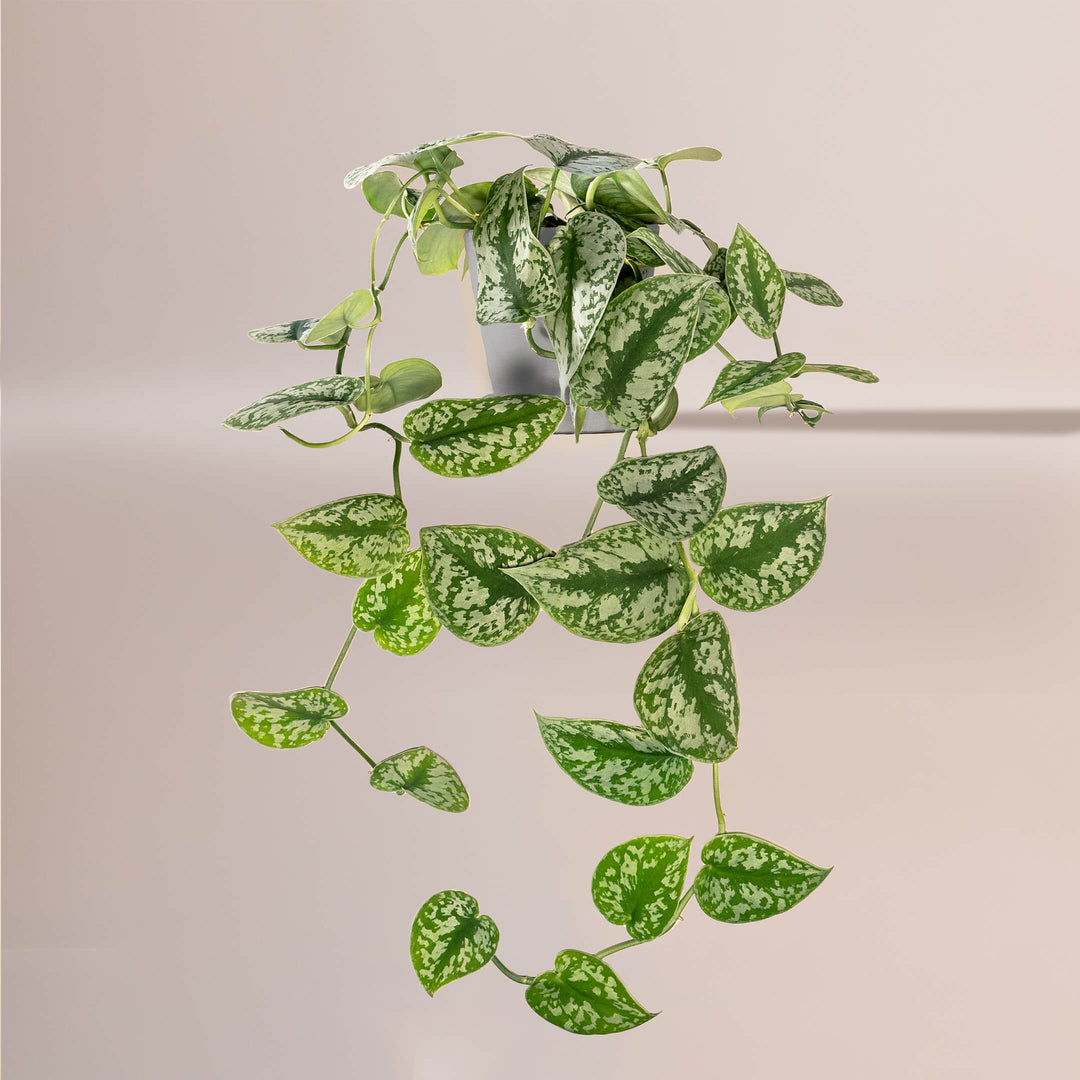 Gefleckte Efeutute (Scindapsus Pictus Trebie) fertig eingetopft mit Schweizer Bio Erde im HAY Designer Topf