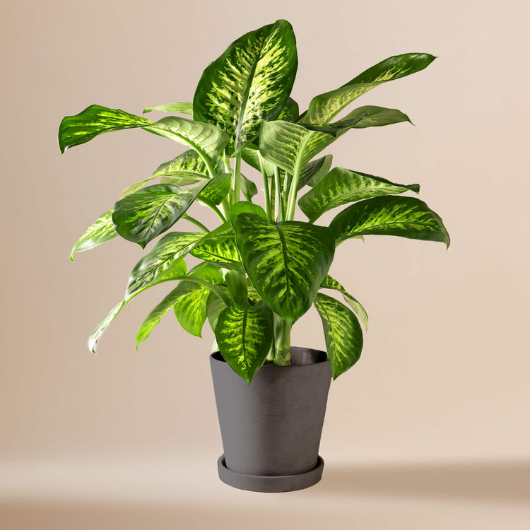 Dieffenbachie (Dieffenbachia Seguine Tropic Snow) fertig eingetopft mit Schweizer Bio Erde im HAY Designer Topf