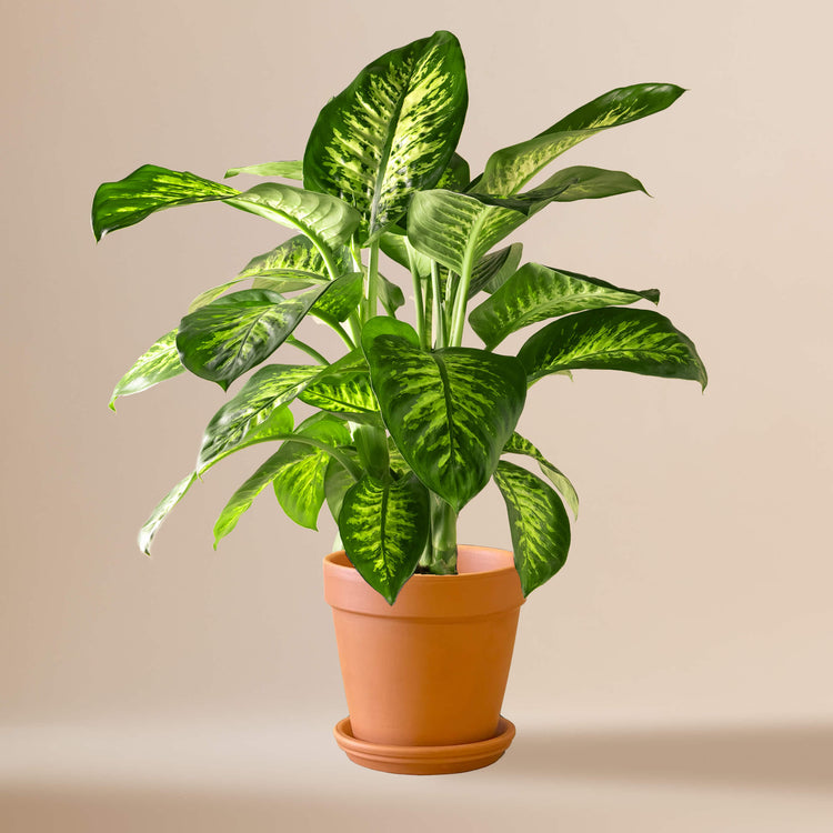 Dieffenbachie (Dieffenbachia Seguine Tropic Snow) fertig eingetopft mit Schweizer Bio Erde im Terrakotta Topf