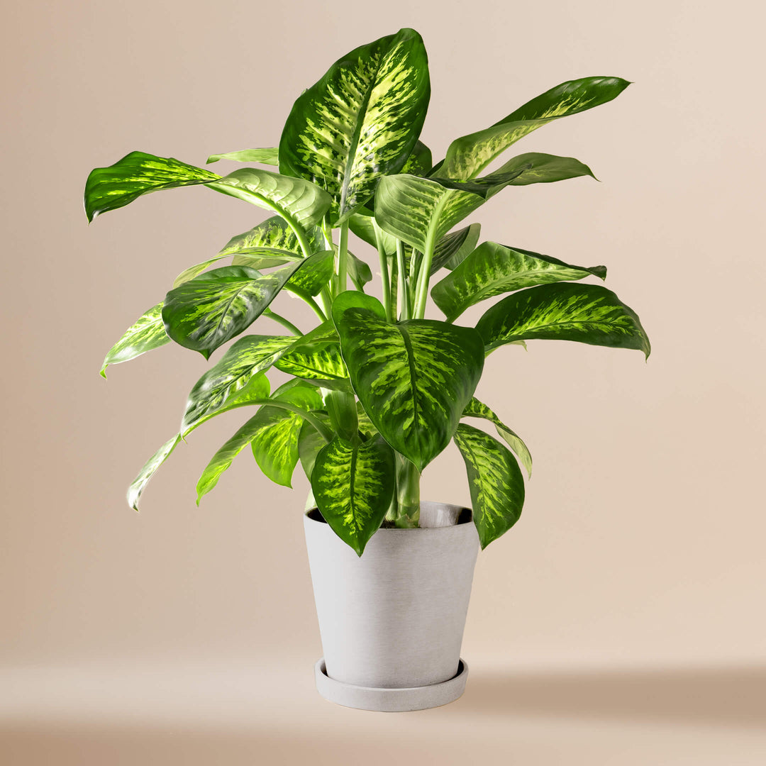 Dieffenbachie (Dieffenbachia Seguine Tropic Snow) fertig eingetopft mit Schweizer Bio Erde im HAY Designer Topf