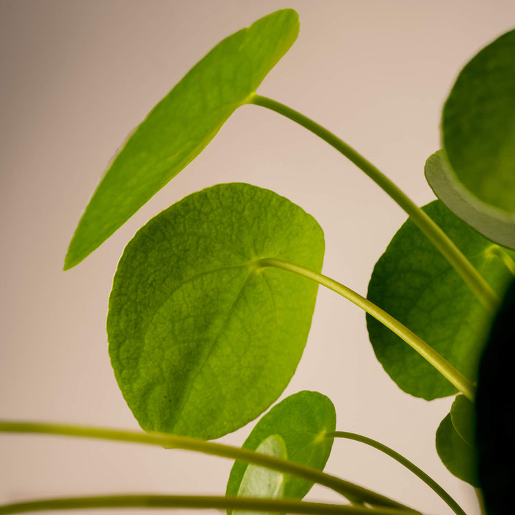 Ufopflanze (Pilea Peperomioides) Nahaufnahme im Detail