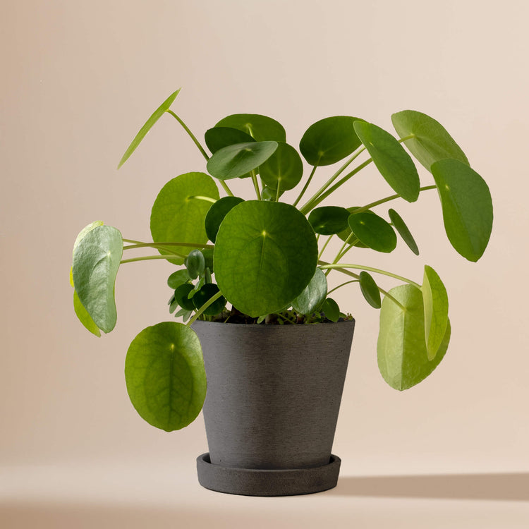 Ufopflanze (Pilea Peperomioides) fertig eingetopft mit Schweizer Bio Erde im HAY Designer Topf