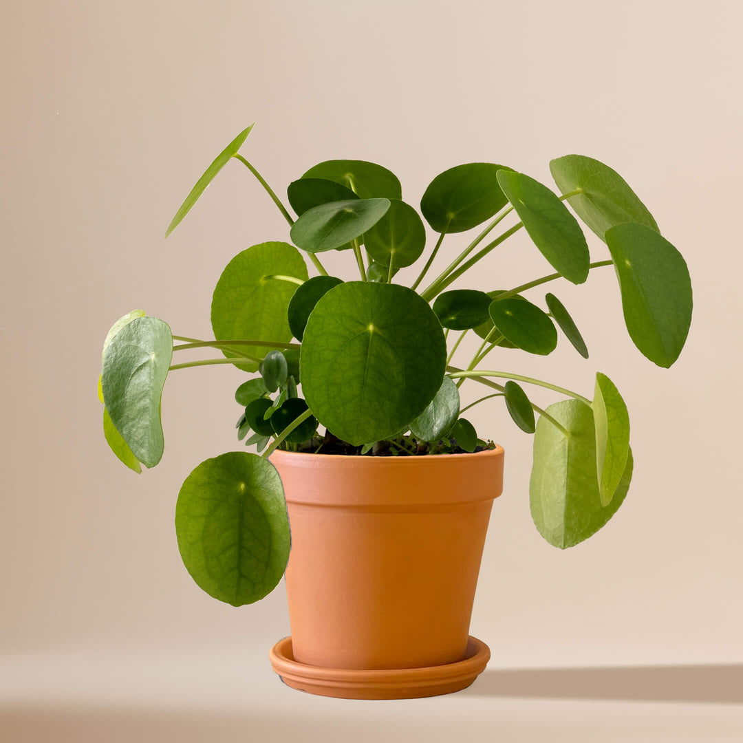 Ufopflanze (Pilea Peperomioides) fertig eingetopft mit Schweizer Bio Erde im Terrakotta Topf