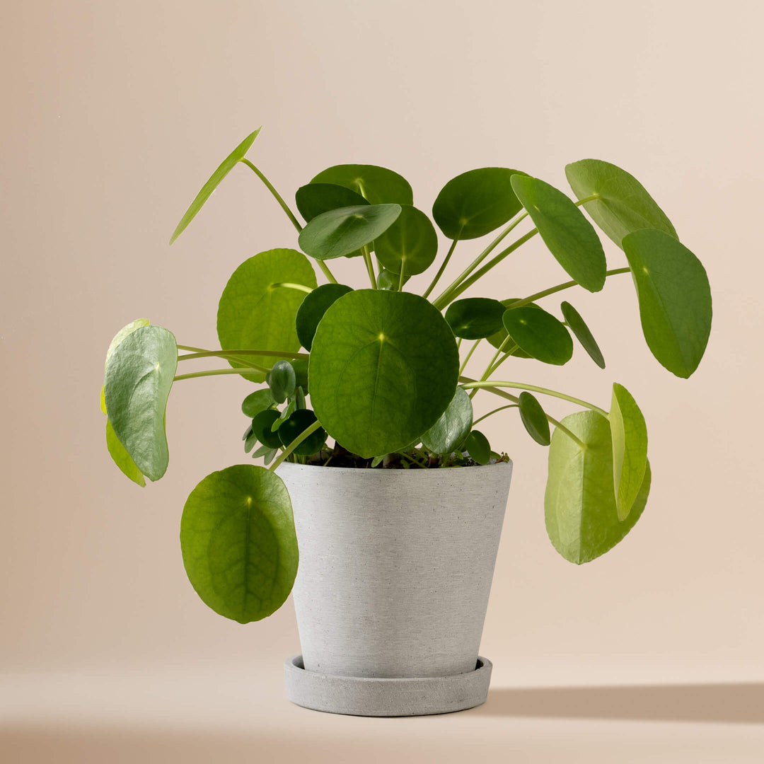 Ufopflanze (Pilea Peperomioides) fertig eingetopft mit Schweizer Bio Erde im HAY Designer Topf