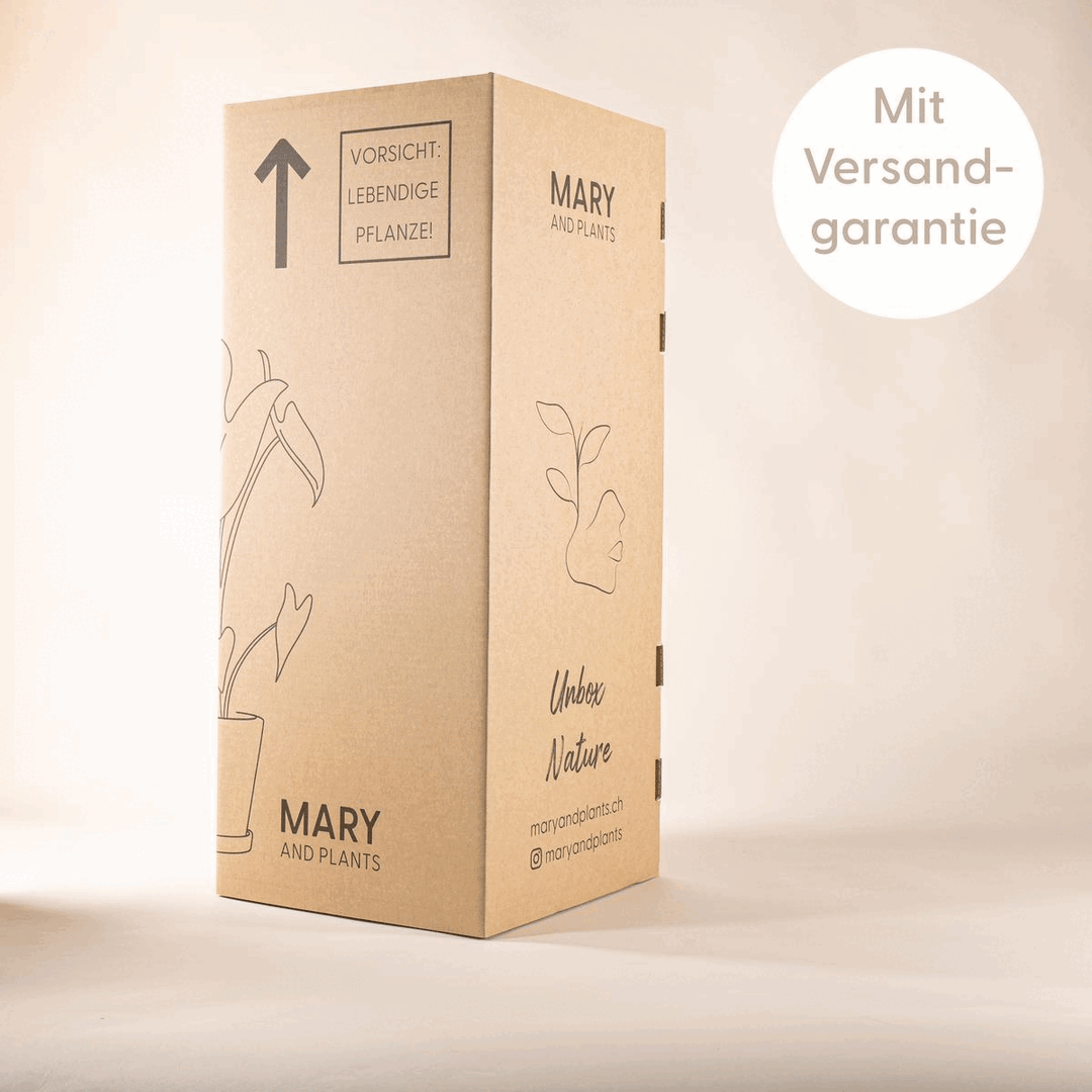 Friedenslilie (Spathiphyllum Sweet Lauretta) Bruchsichere Karton Verpackung für das Versenden von Zimmerpflanzen bei Mary and Plants in der ganzen Schweiz mit Versandgarantie