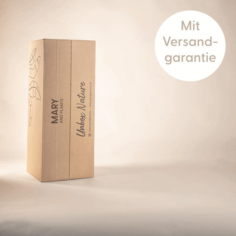 Bogenhanf (Sansevieria Fernwood Mikado) Bruchsichere Karton Verpackung für das Versenden von Zimmerpflanzen bei Mary and Plants in der ganzen Schweiz mit Versandgarantie
