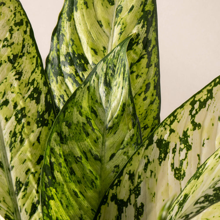 Dieffenbachie (Dieffenbachia Maculata Vesuvius) Nahaufnahme im Detail