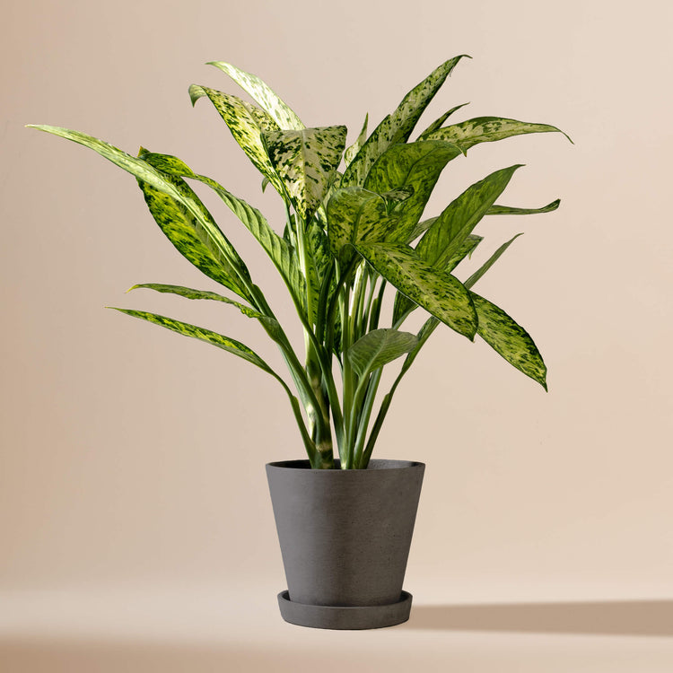 Dieffenbachie (Dieffenbachia Maculata Vesuvius) fertig eingetopft mit Schweizer Bio Erde im HAY Designer Topf