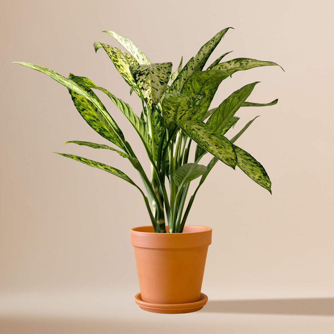Dieffenbachie (Dieffenbachia Maculata Vesuvius) fertig eingetopft mit Schweizer Bio Erde im Terrakotta Topf