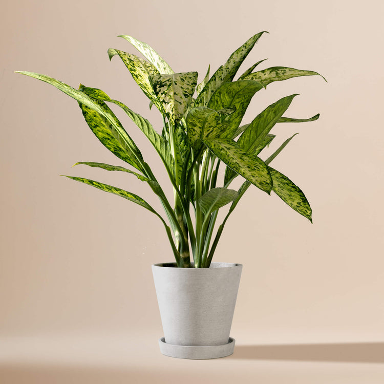 Dieffenbachie (Dieffenbachia Maculata Vesuvius) fertig eingetopft mit Schweizer Bio Erde im HAY Designer Topf