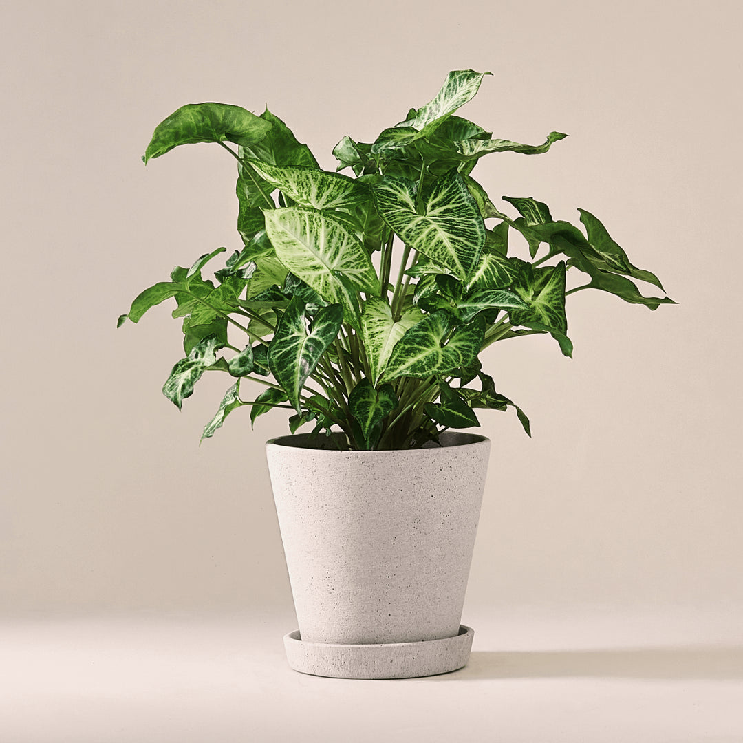 Purpurtute (Syngonium White Butterfly) fertig eingetopft mit Schweizer Bio Erde im HAY Designer Topf