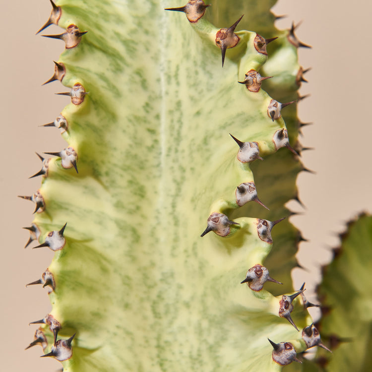 Wolfsmilch-Kaktus (Euphorbia Ingens Variegata) Nahaufnahme im Detail