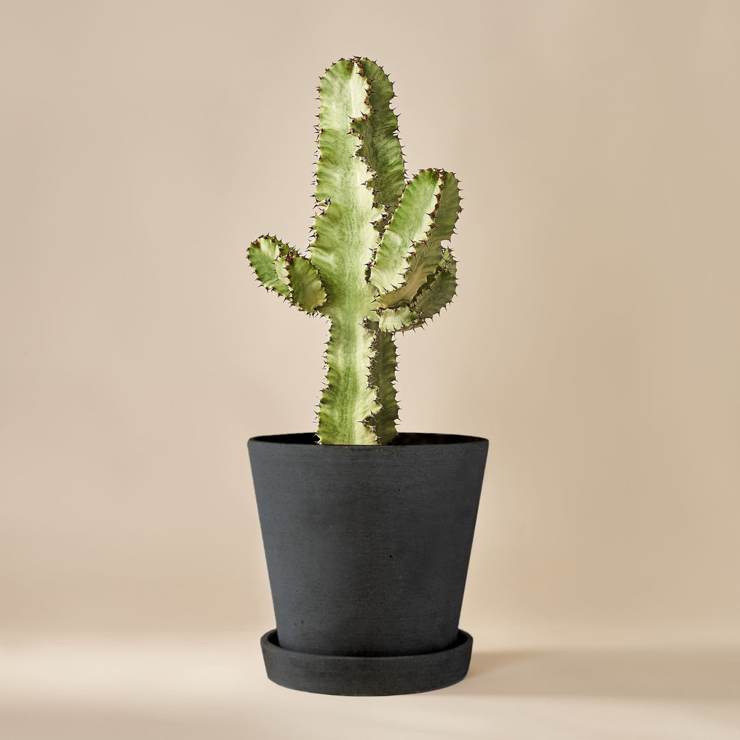 Wolfsmilch-Kaktus (Euphorbia Ingens Variegata) fertig eingetopft mit Schweizer Bio Erde im HAY Designer Topf