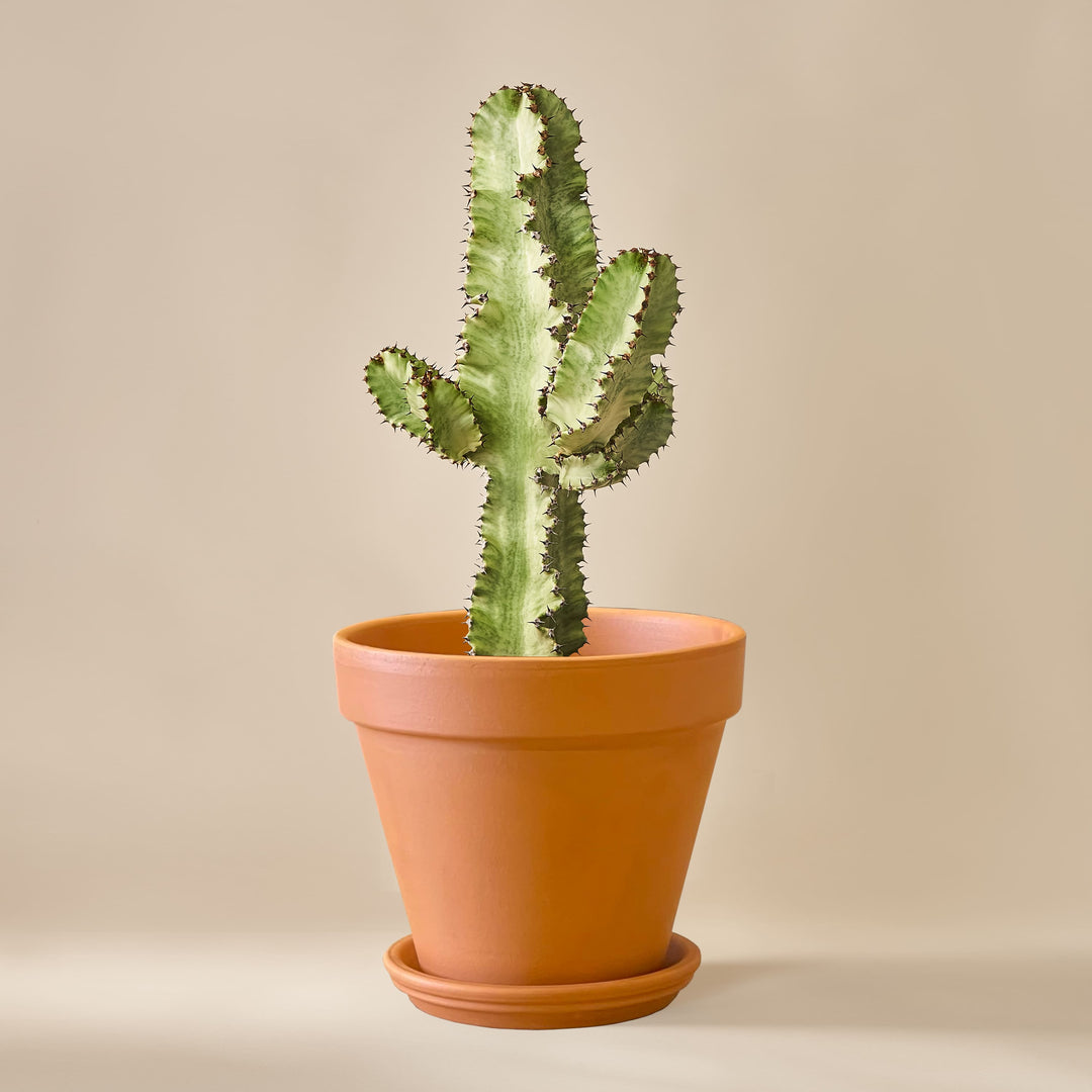 Wolfsmilch-Kaktus (Euphorbia Ingens Variegata) fertig eingetopft mit Schweizer Bio Erde im Terrakotta Topf