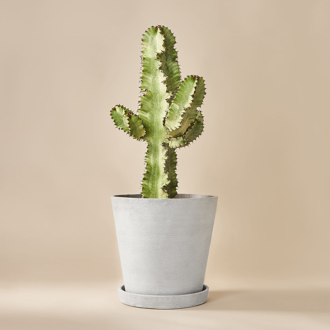 Wolfsmilch-Kaktus (Euphorbia Ingens Variegata) fertig eingetopft mit Schweizer Bio Erde im HAY Designer Topf