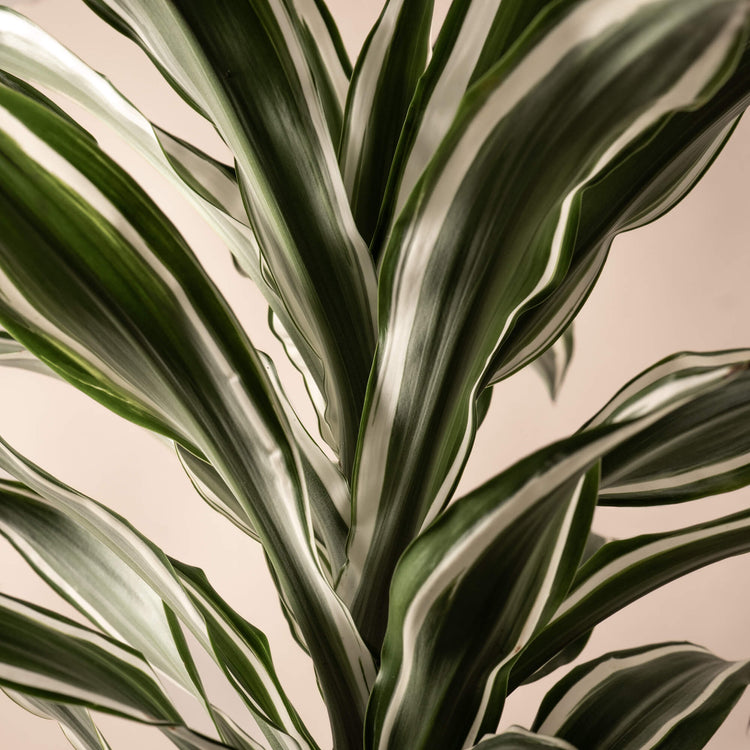 Drachenbaum (Dracaena Warneckeii White Jewel) Nahaufnahme im Detail