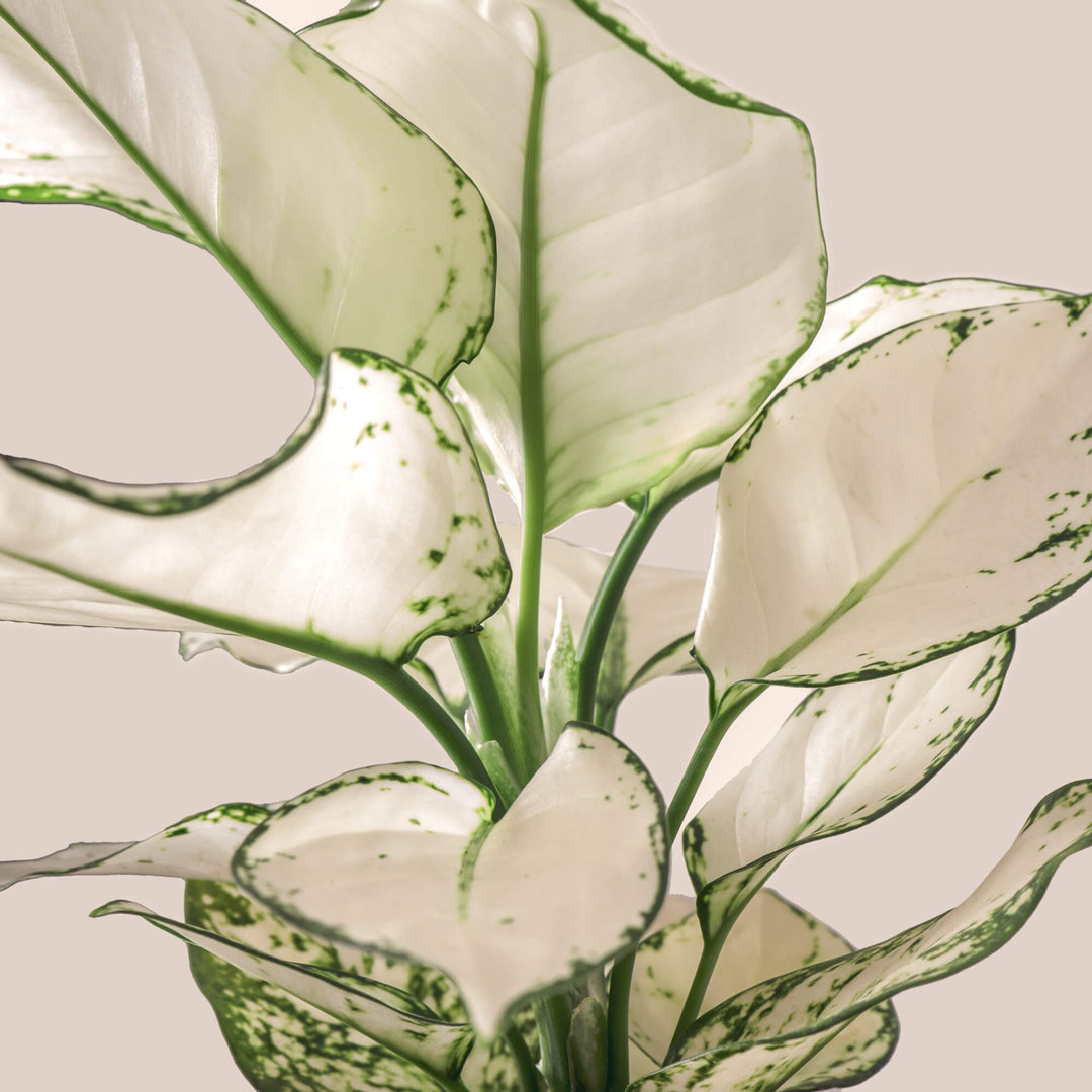 Kolbenfaden (Aglaonema White Joy) Nahaufnahme im Detail