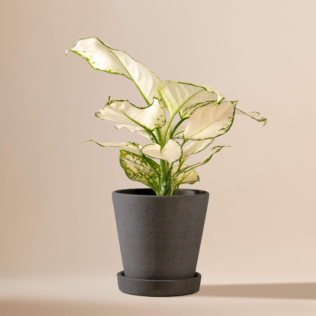 Kolbenfaden (Aglaonema White Joy) fertig eingetopft mit Schweizer Bio Erde im HAY Designer Topf