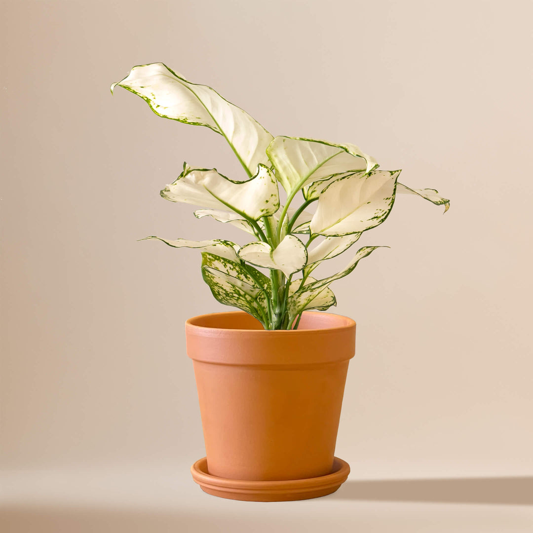 Kolbenfaden (Aglaonema White Joy) fertig eingetopft mit Schweizer Bio Erde im Terrakotta Topf
