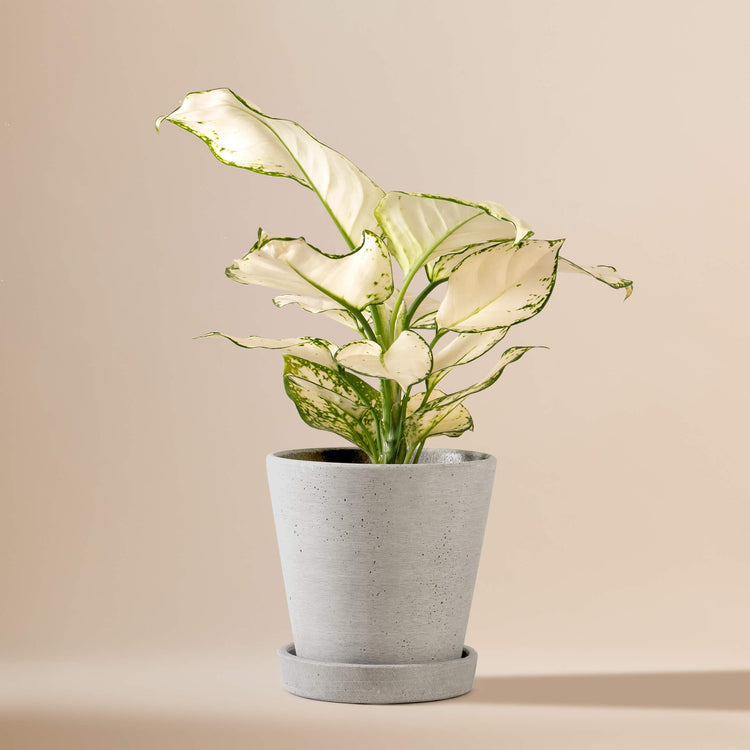Kolbenfaden (Aglaonema White Joy) fertig eingetopft mit Schweizer Bio Erde im HAY Designer Topf