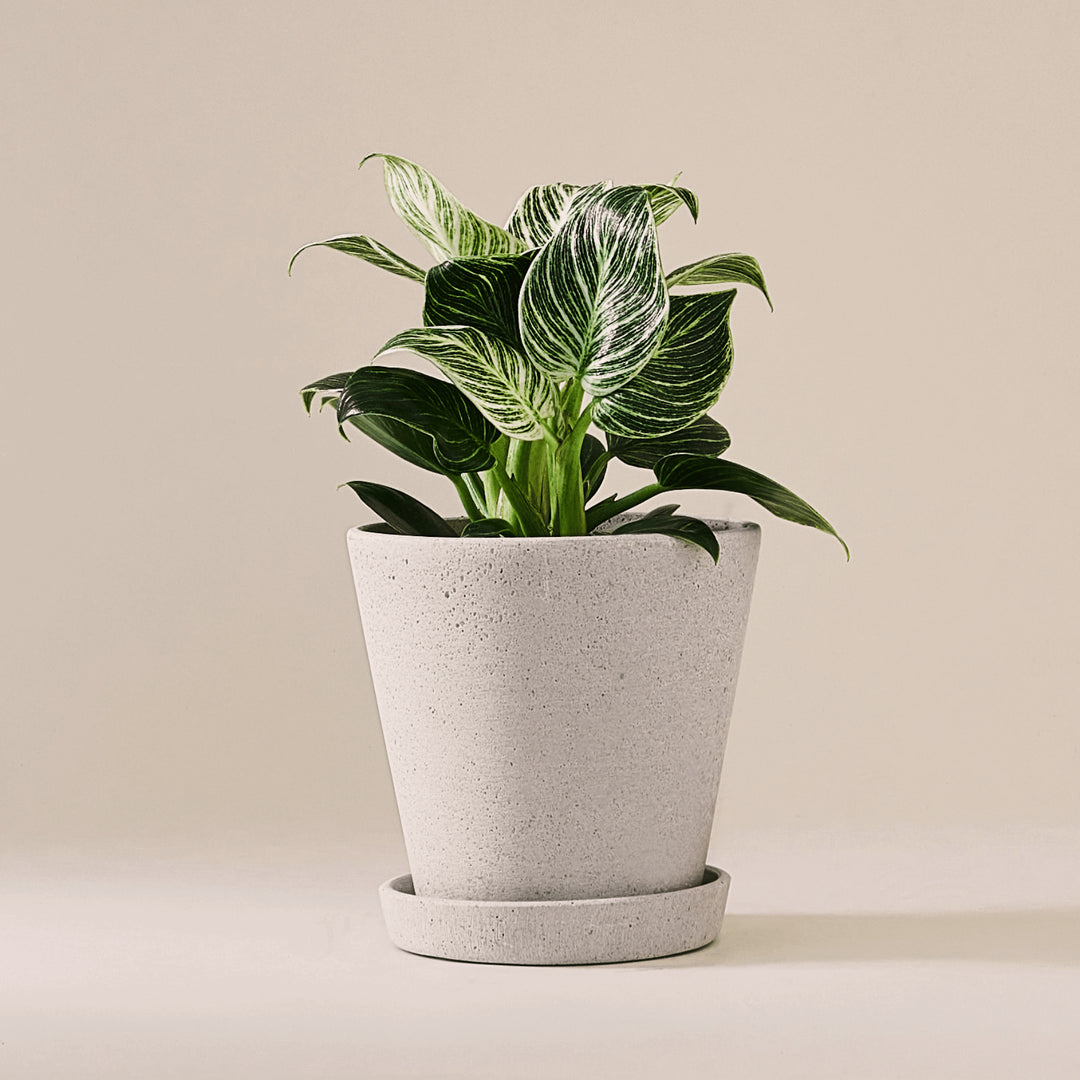 Baumfreund (Philodendron Birkin White Measure) fertig eingetopft mit Schweizer Bio Erde im HAY Designer Topf